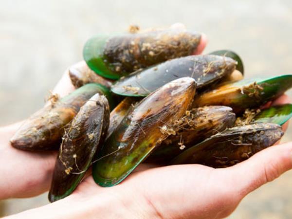 Školjke, ki jim pravijo tudi čudež morja